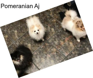 Pomeranian Aj