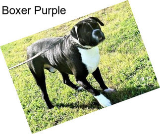 Boxer Purple