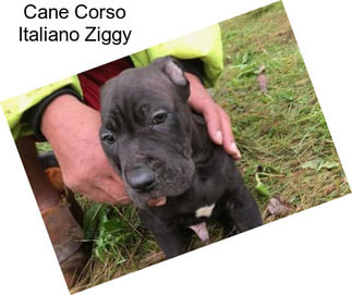 Cane Corso Italiano Ziggy