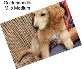 Goldendoodle Milo Medium