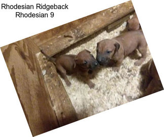 Rhodesian Ridgeback Rhodesian 9