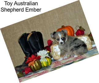 Toy Australian Shepherd Ember