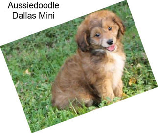 Aussiedoodle Dallas Mini