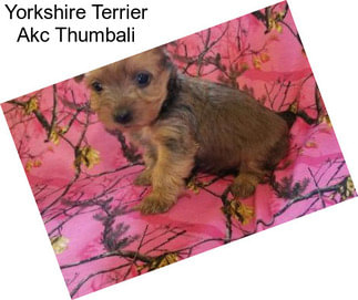 Yorkshire Terrier Akc Thumbali