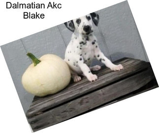 Dalmatian Akc Blake