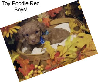 Toy Poodle Red Boys!