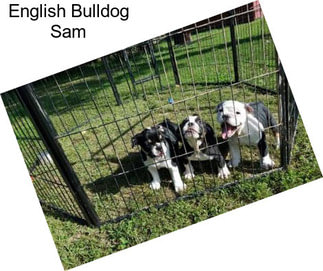 English Bulldog Sam