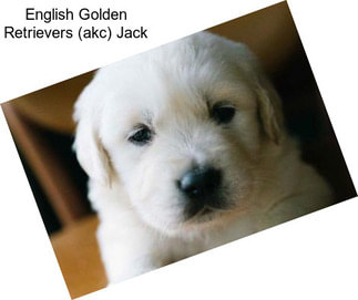 English Golden Retrievers (akc) Jack