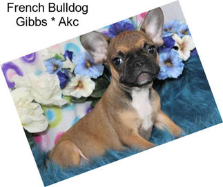 French Bulldog Gibbs * Akc
