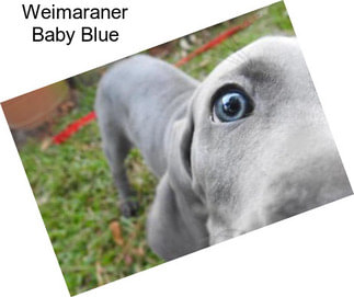 Weimaraner Baby Blue