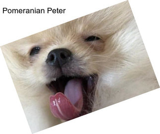 Pomeranian Peter