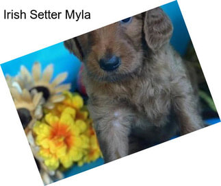 Irish Setter Myla