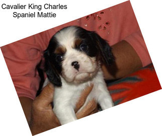 Cavalier King Charles Spaniel Mattie