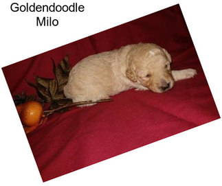 Goldendoodle Milo