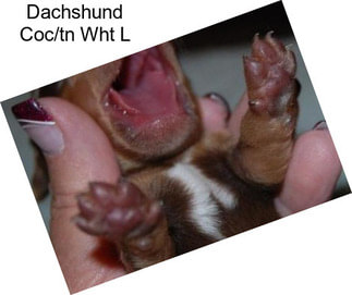 Dachshund Coc/tn Wht L