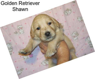 Golden Retriever Shawn