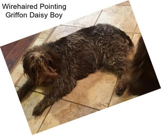 Wirehaired Pointing Griffon Daisy Boy