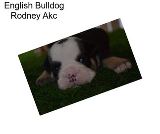 English Bulldog Rodney Akc