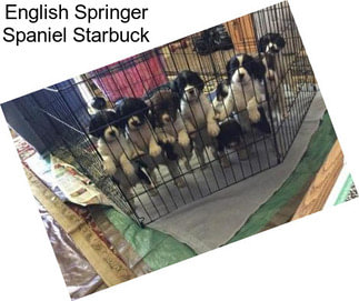 English Springer Spaniel Starbuck