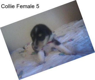 Collie Female 5