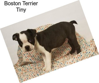 Boston Terrier Tiny