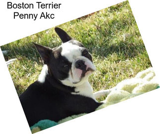 Boston Terrier Penny Akc