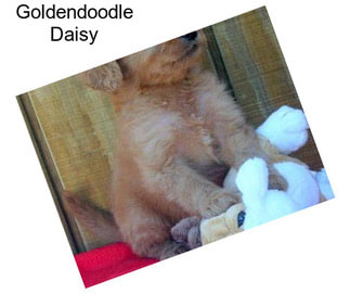 Goldendoodle Daisy