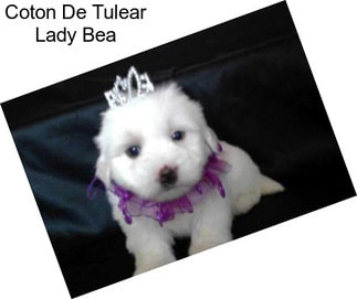 Coton De Tulear Lady Bea