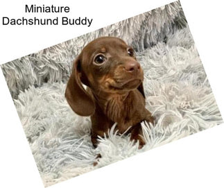 Miniature Dachshund Buddy