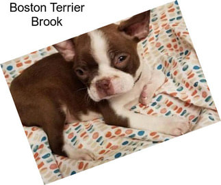 Boston Terrier Brook