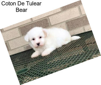 Coton De Tulear Bear