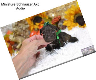 Miniature Schnauzer Akc Addie