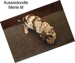 Aussiedoodle Merle M