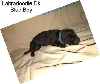 Labradoodle Dk Blue Boy