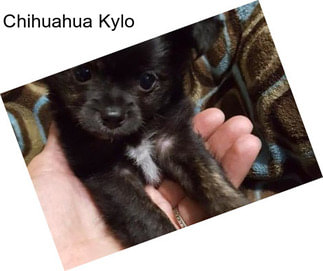 Chihuahua Kylo