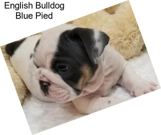 English Bulldog Blue Pied