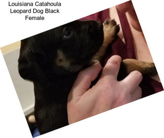 Louisiana Catahoula Leopard Dog Black Female