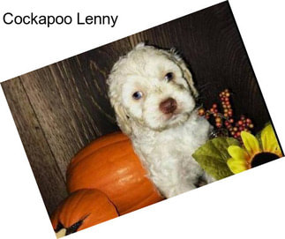 Cockapoo Lenny