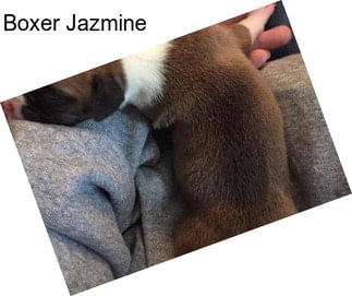 Boxer Jazmine