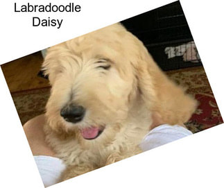 Labradoodle Daisy