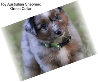 Toy Australian Shepherd Green Collar