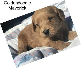 Goldendoodle Maverick