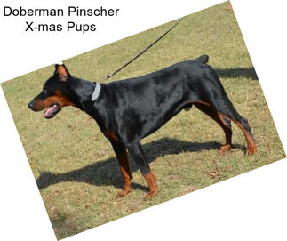 Doberman Pinscher X-mas Pups