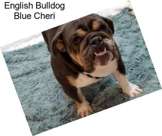 English Bulldog Blue Cheri