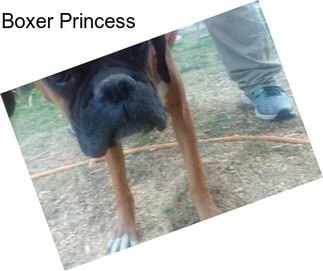 Boxer Princess