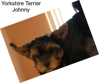 Yorkshire Terrier Johnny