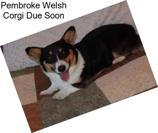 Pembroke Welsh Corgi Due Soon