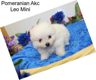 Pomeranian Akc Leo Mini