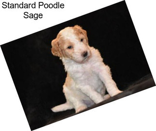 Standard Poodle Sage