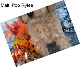 Malti Poo Rylee